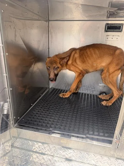 A young medium-sized female Mixed Breed dog named Kayla for adoption in Dallas, TX
