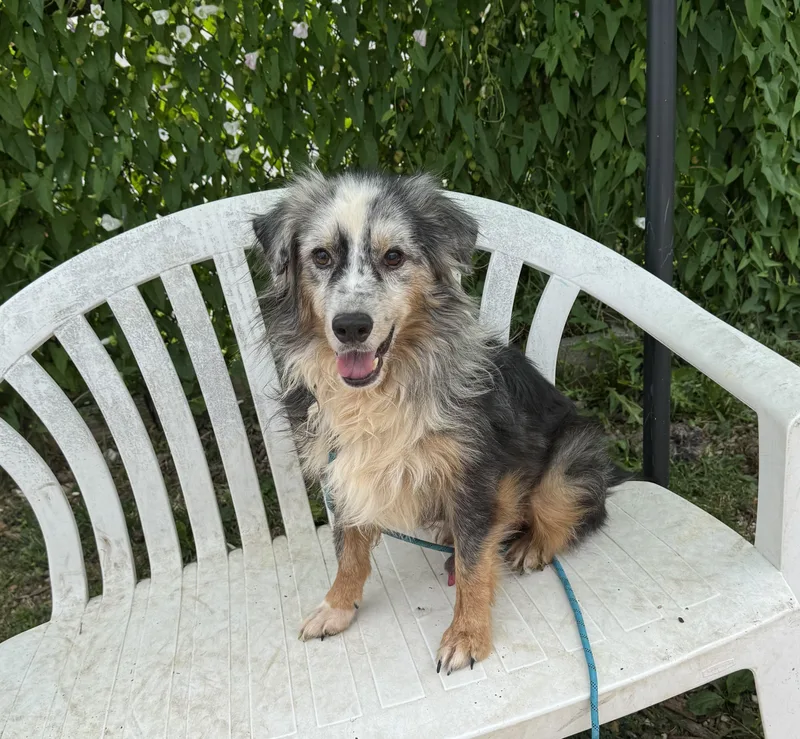 An adult medium-sized male Tricolor (Brown, Black, & White) Australian Shepherd dog named Skittles for adoption in Ellicott City, MD
