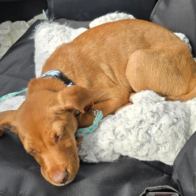 A baby medium-sized male Yellow / Tan / Blond / Fawn Mixed Breed dog named Reed for adoption in Edwards, IL