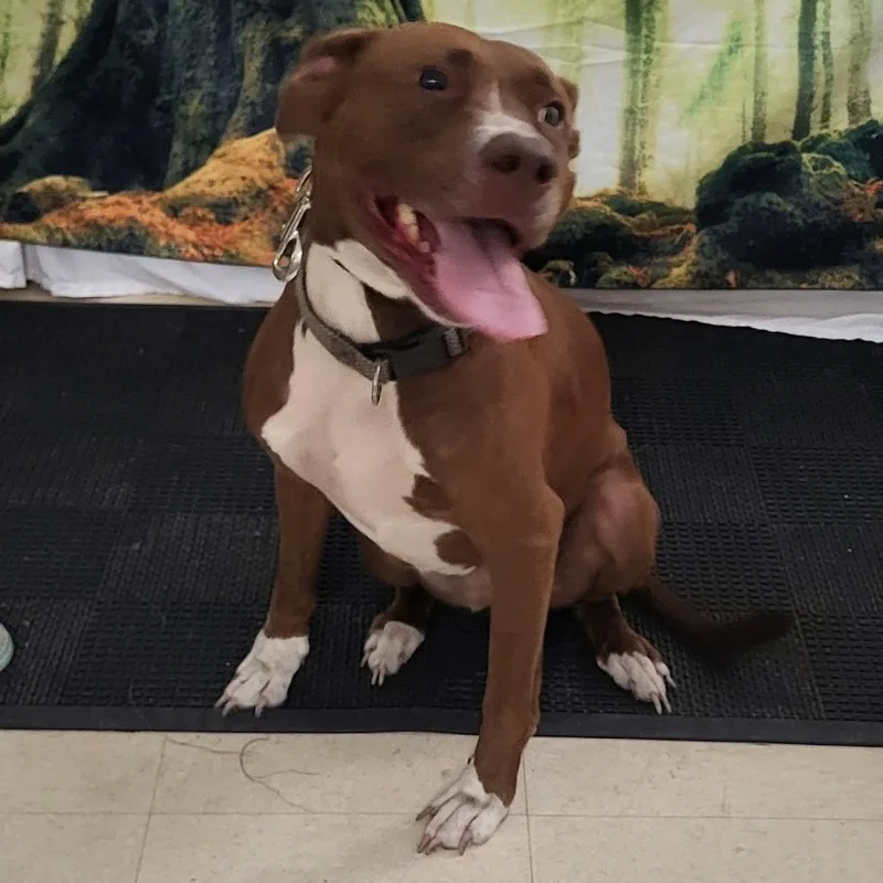 An adult medium-sized female Mixed Breed dog named Peggy for adoption in Lake Panasoffkee, FL