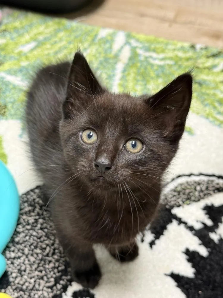 Twink Rainbow Brite Sailor thumbnail 2