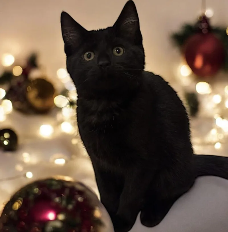 Twink Rainbow Brite Sailor thumbnail 4