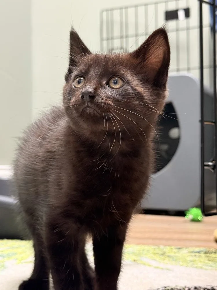 Twink Rainbow Brite Sailor thumbnail 5