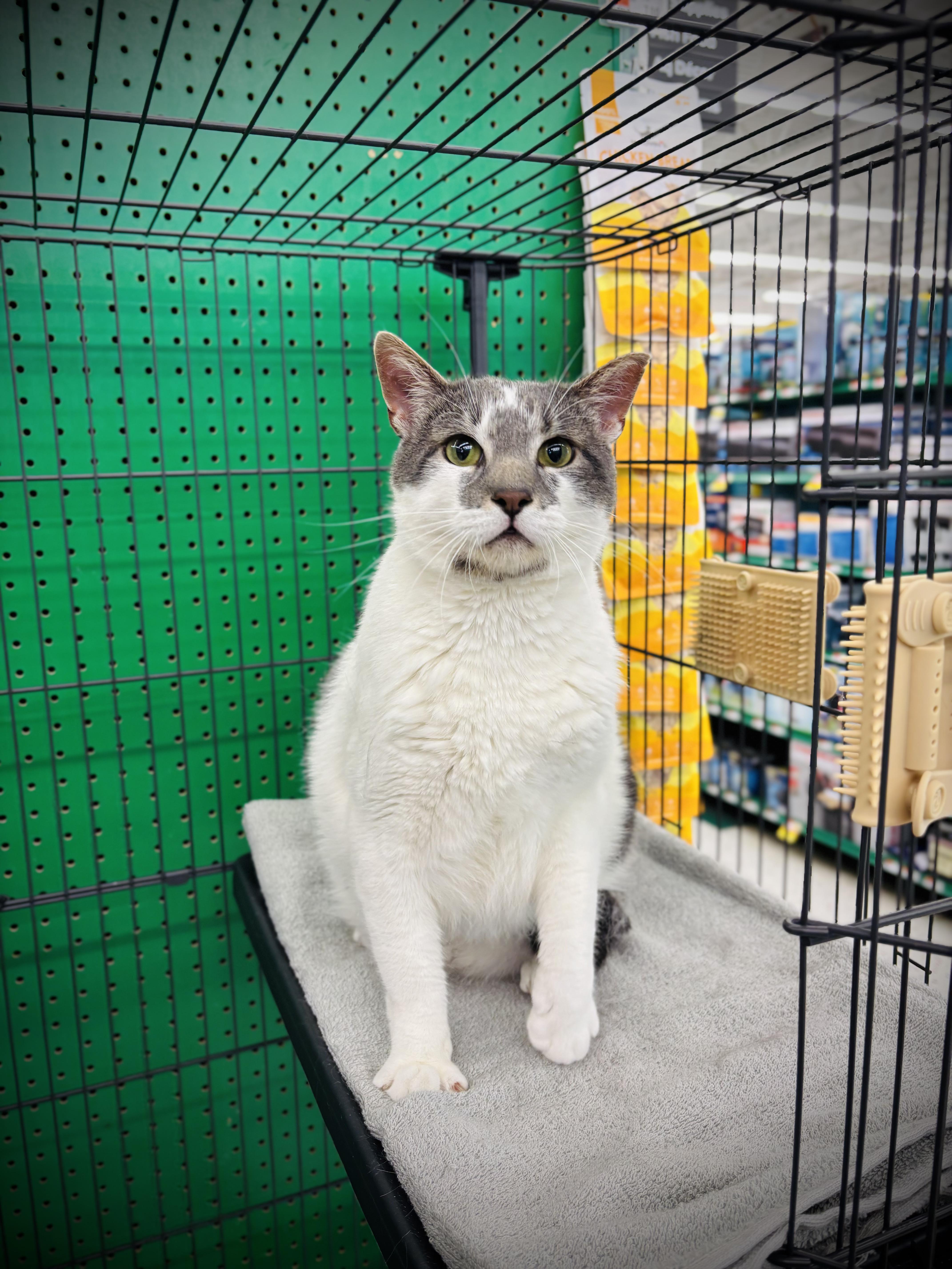 A young extra large-sized male Gray & White Domestic Short Hair cat named Patrick for adoption in Buffalo, NY