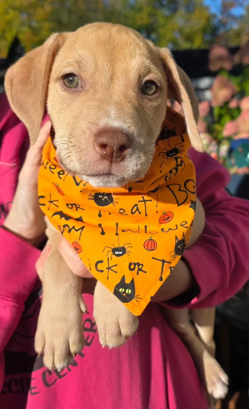 A baby large-sized male Pit Bull Terrier dog named Delbert for adoption in Oxford, MI