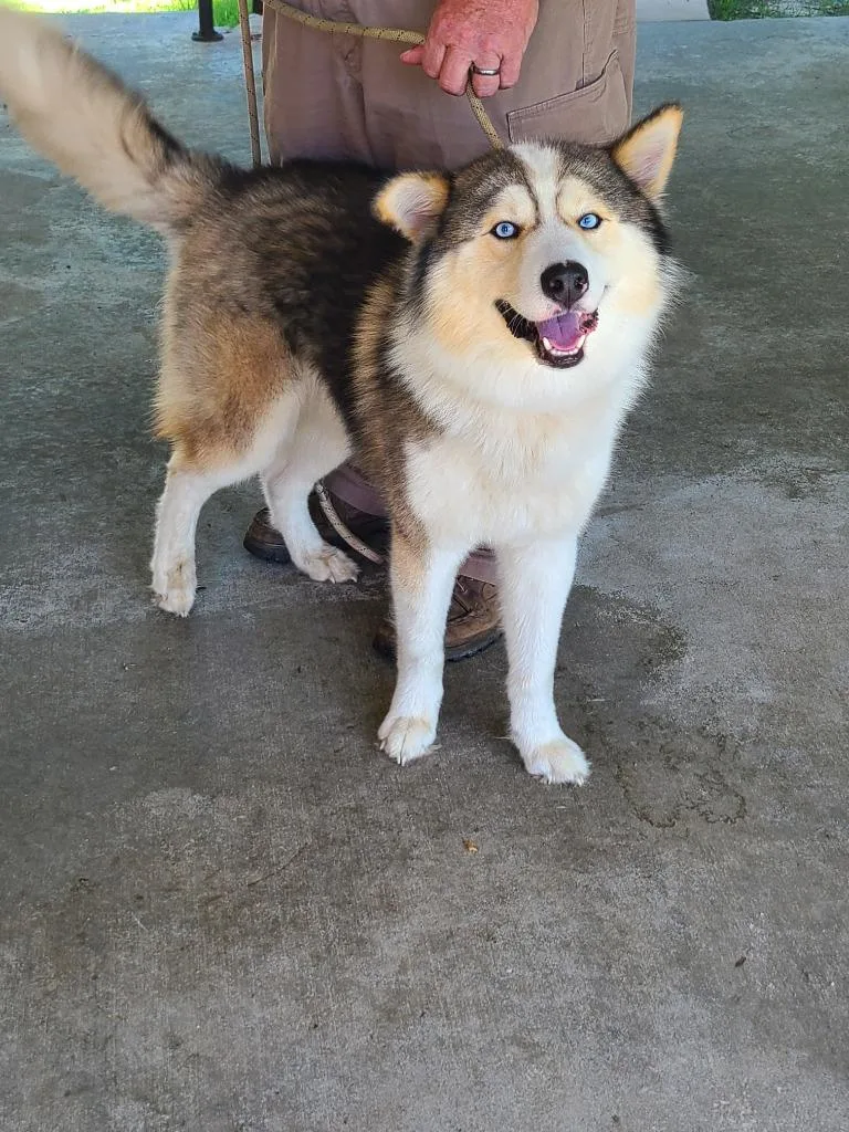 An adult medium-sized male Husky dog named Yeti for adoption in Swainsboro, GA