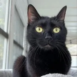 A young medium-sized female Black Domestic Short Hair cat named Princess for adoption in Newark, NJ
