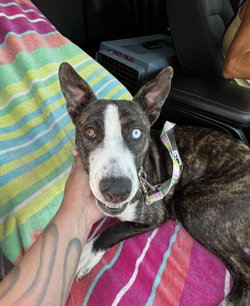 A young medium-sized female Brindle American Staffordshire Terrier dog named Money Penny for adoption in Corona Del Mar, CA