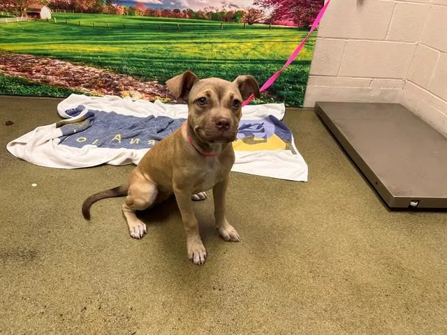 A young small-sized female Pit Bull Terrier dog named Jilly for adoption in Moreno Valley, CA
