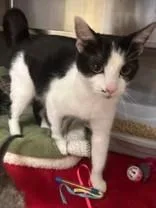 An adult medium-sized female Black & White / Tuxedo Domestic Short Hair cat named Treasure for adoption in Manitowoc, WI