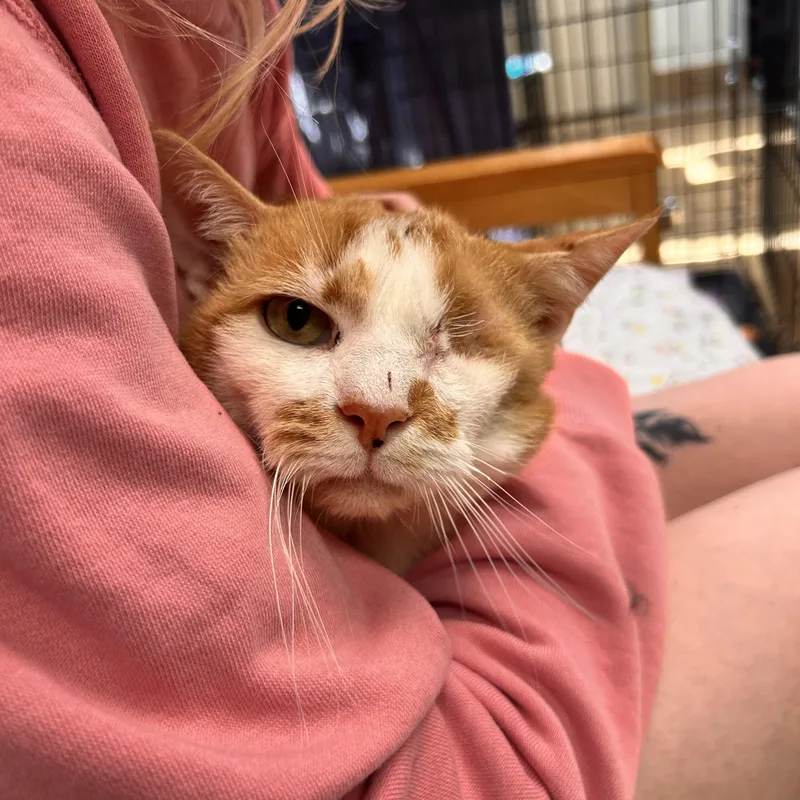 A senior large-sized male Orange & White Domestic Short Hair cat named Marbles for adoption in Myerstown, PA