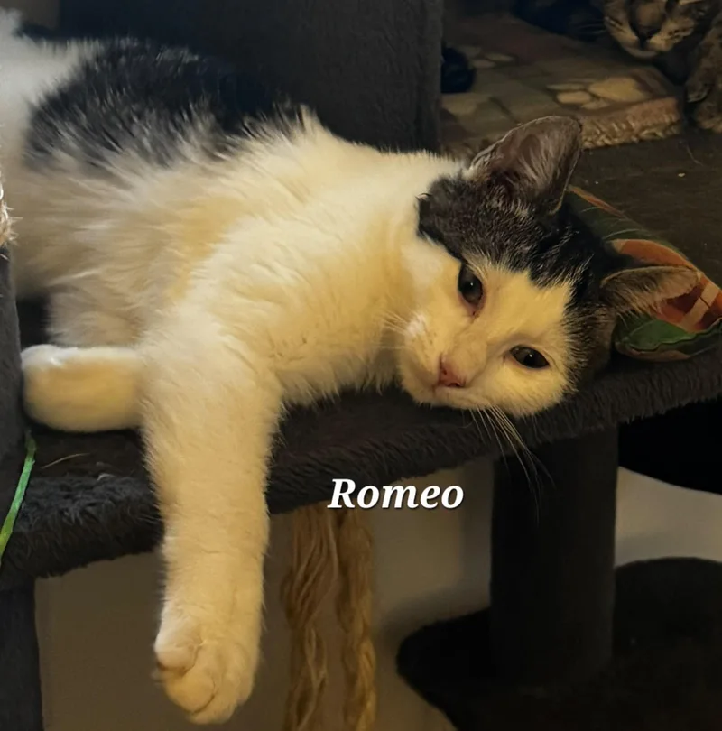 A baby small-sized male Domestic Short Hair cat named Romeo for adoption in Catasauqua, PA