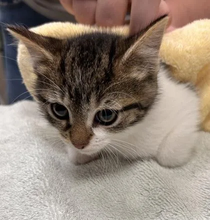 A baby small-sized male Domestic Short Hair cat named Parmesan for adoption in Fishers, IN
