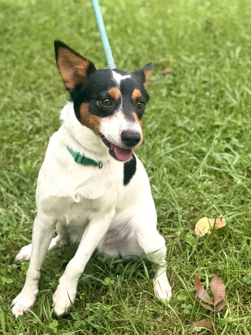 A young small-sized male White / Cream Feist dog named Cash Transport for adoption in Gradyville, KY