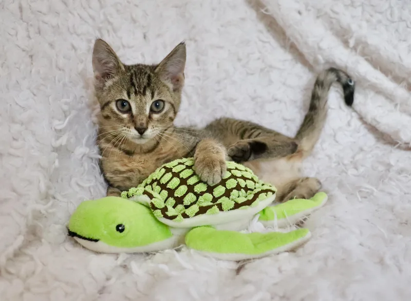 A baby medium-sized male Tabby (Buff / Tan / Fawn) Abyssinian cat named Wally for adoption in Saint Augustine, FL