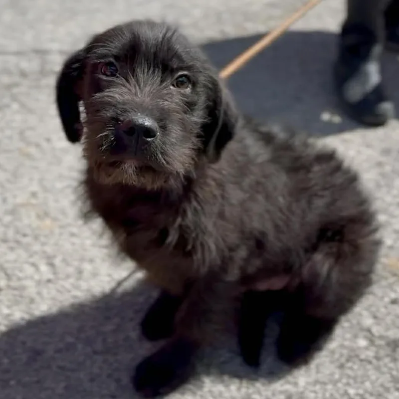 A young medium-sized male Black Mixed Breed dog named Luke for adoption in Washington Township, OH