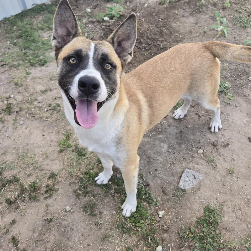 A young medium-sized male Apricot / Beige Husky dog named General for adoption in Edinburg, TX