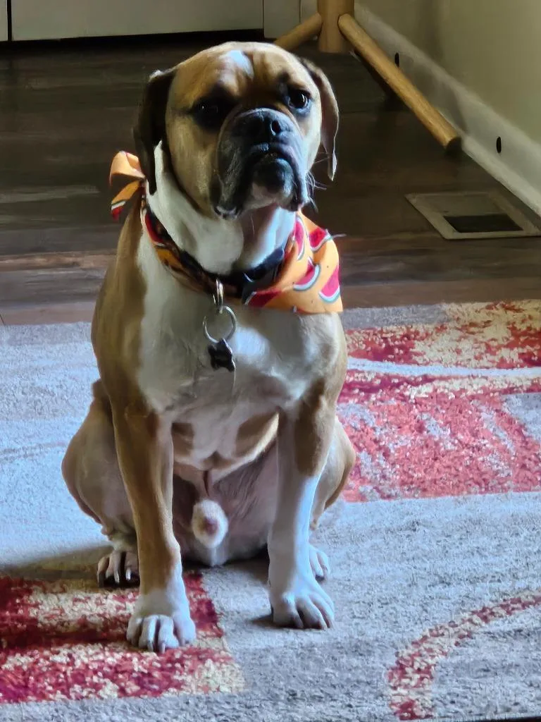 An adult large-sized male English Bulldog dog named Sarge for adoption in Manchester, TN