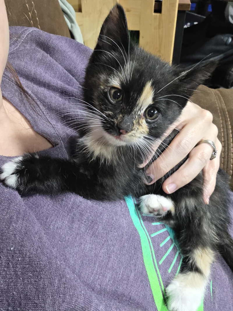 A baby small-sized female Domestic Medium Hair cat named Chipmunk for adoption in Heyburn, ID