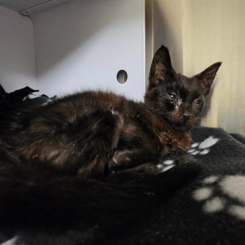 A baby small-sized female Black Domestic Short Hair cat named Carmelita for adoption in Briarcliff Manor, NY