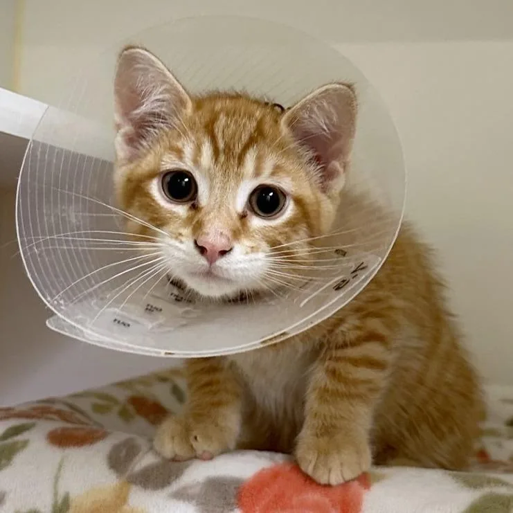 A baby small-sized male Orange / Red Domestic Short Hair cat named Neapolitan for adoption in Woodinville, WA
