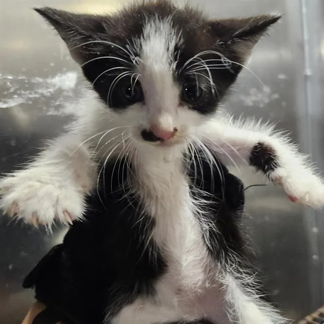 A baby small-sized male Domestic Short Hair cat named Buttercup for adoption in San Antonio, TX
