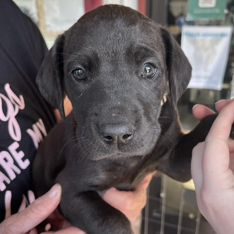 A baby medium-sized male Black Great Dane dog named Rascal for adoption in Shingletown, CA