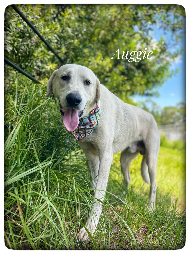 Auggie thumbnail 3
