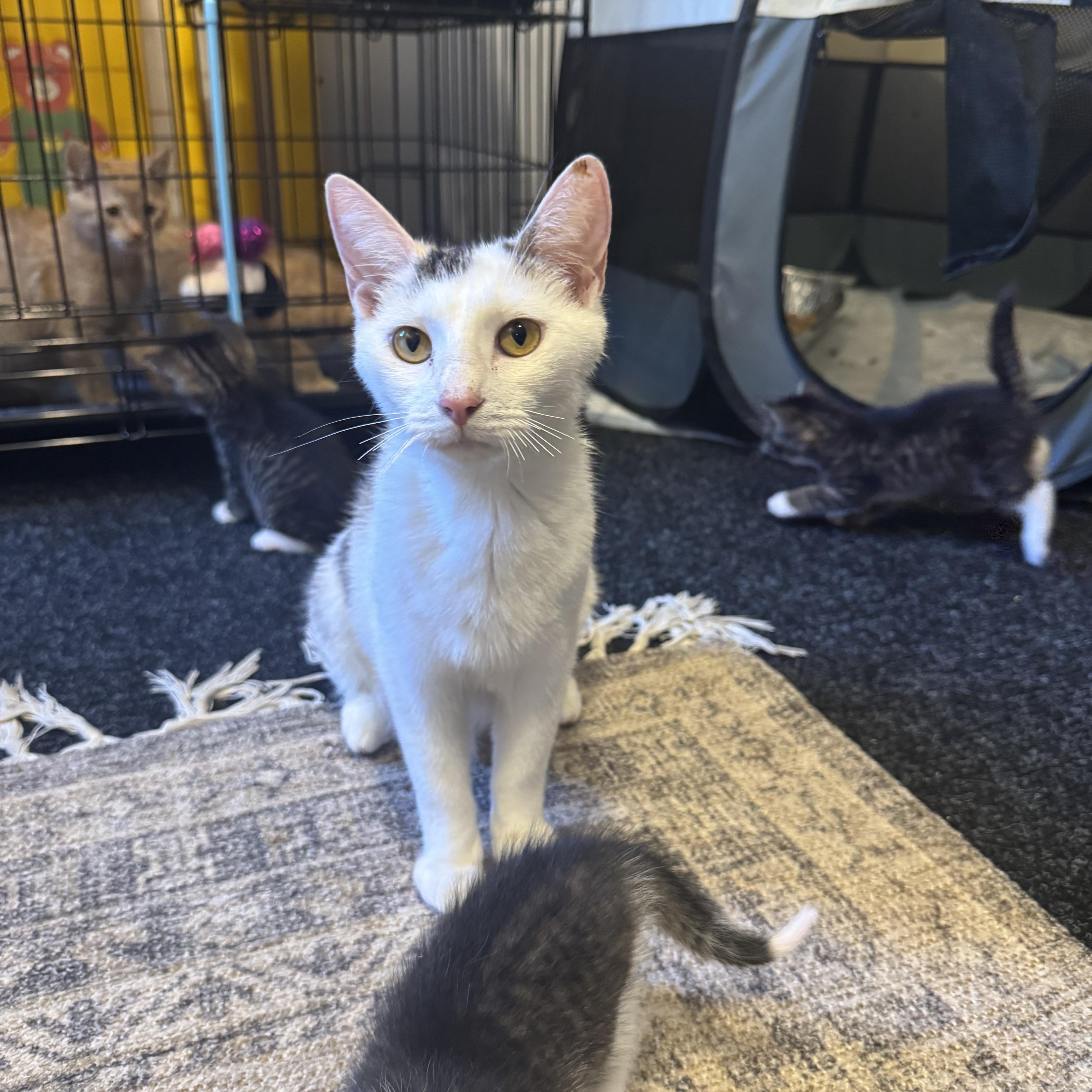 A young medium-sized female Gray & White Domestic Short Hair cat named Brooklyn for adoption in Syosset, NY
