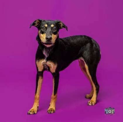 A young medium-sized female Mixed Breed dog named Blanche for adoption in El Paso, TX