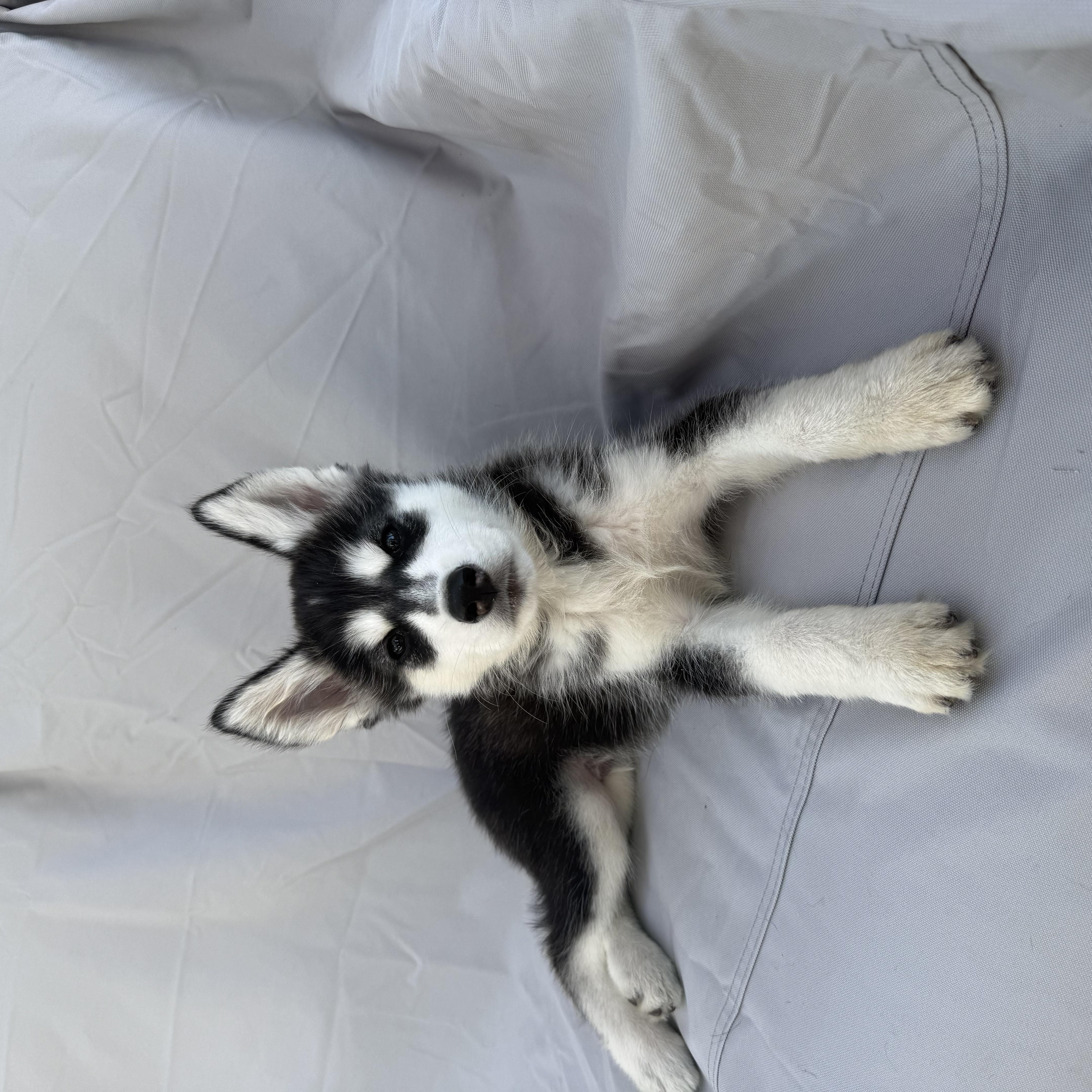 A baby medium-sized male Husky dog named HeiHei for adoption in Sumter, SC