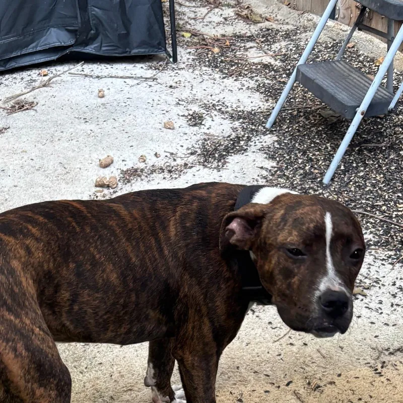 A young medium-sized female Pit Bull Terrier dog named Oasis for adoption in St Joseph, MO