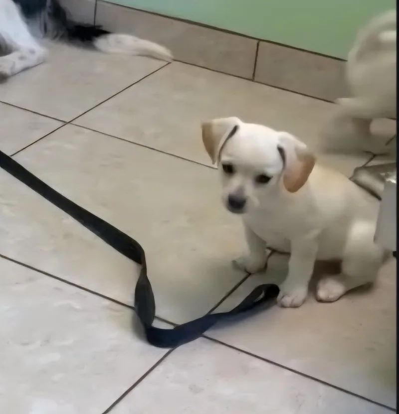 A baby small-sized female Dachshund dog named Nala for adoption in Plano, TX