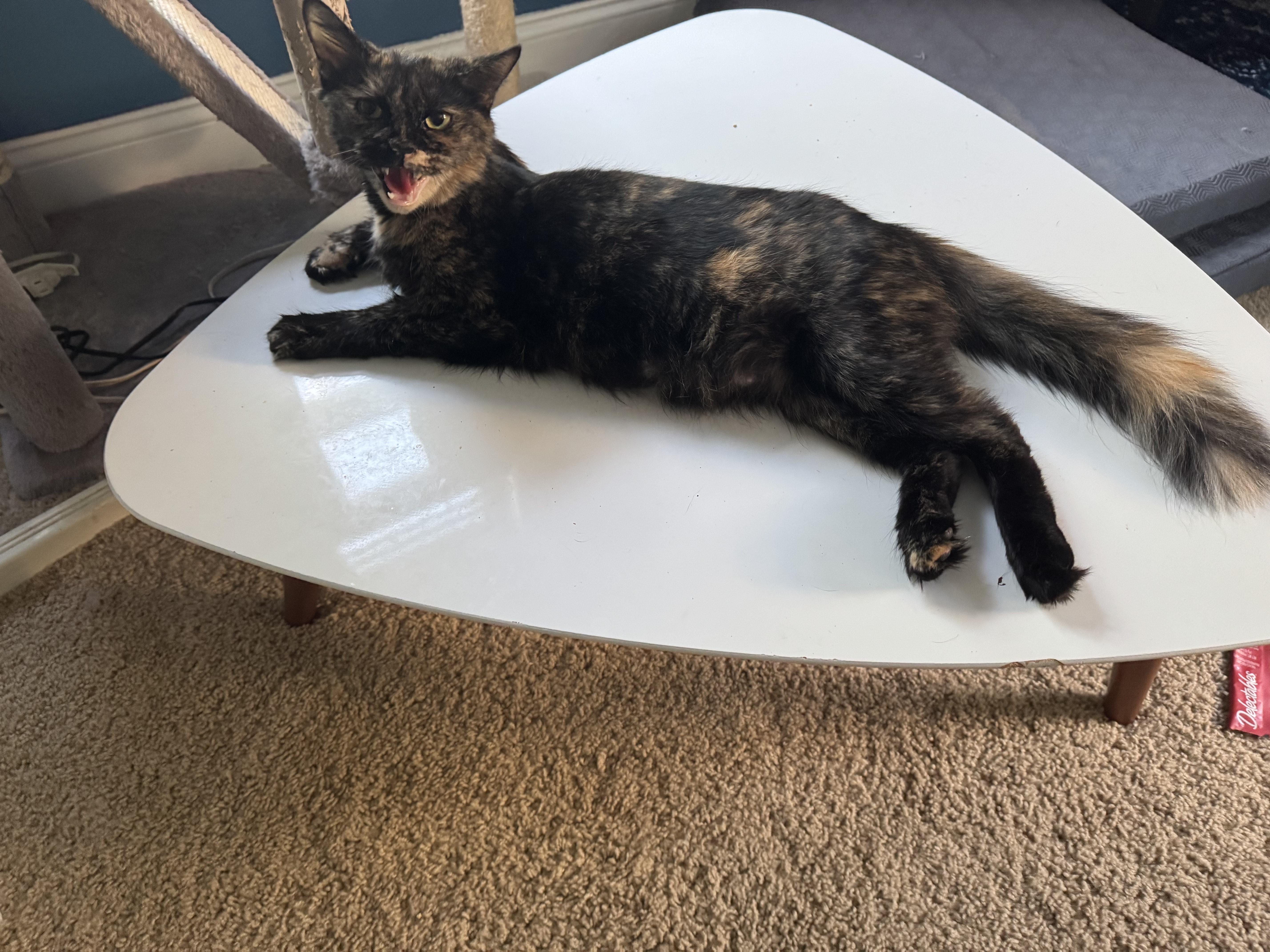 A young medium-sized female Tortoiseshell American Shorthair cat named Lady Luna for adoption in Medford, MA