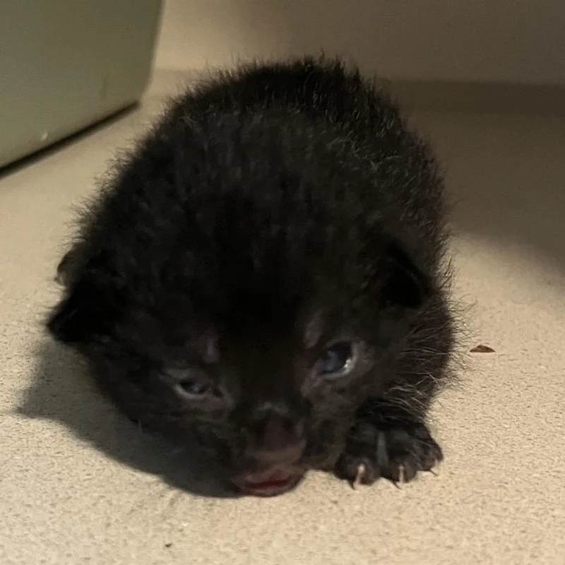 Bobby thumbnail 3