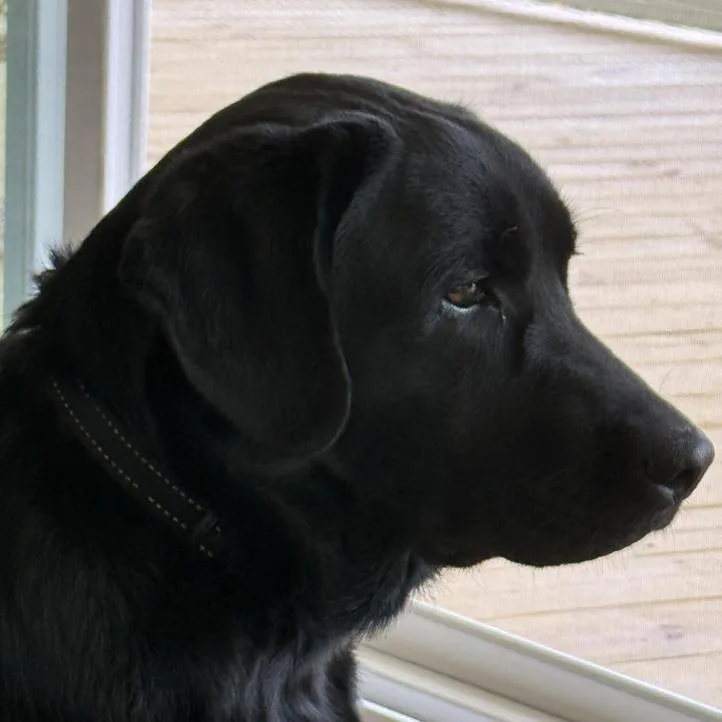 An adult large-sized female Black Labrador Retriever dog named Alpharetta Sadie for adoption in Blairsville, GA