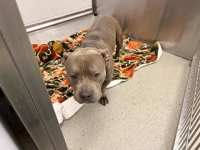 Nala