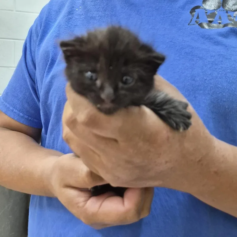 A baby small-sized male Black Domestic Short Hair cat named Lotus for adoption in Ardmore, OK