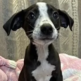 Buster