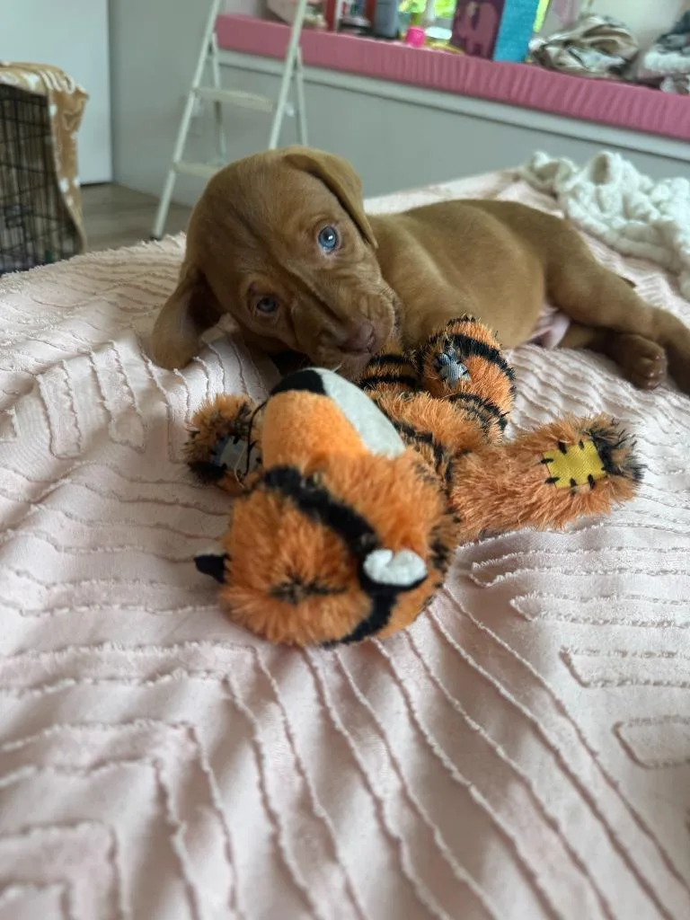 Fergus thumbnail 3
