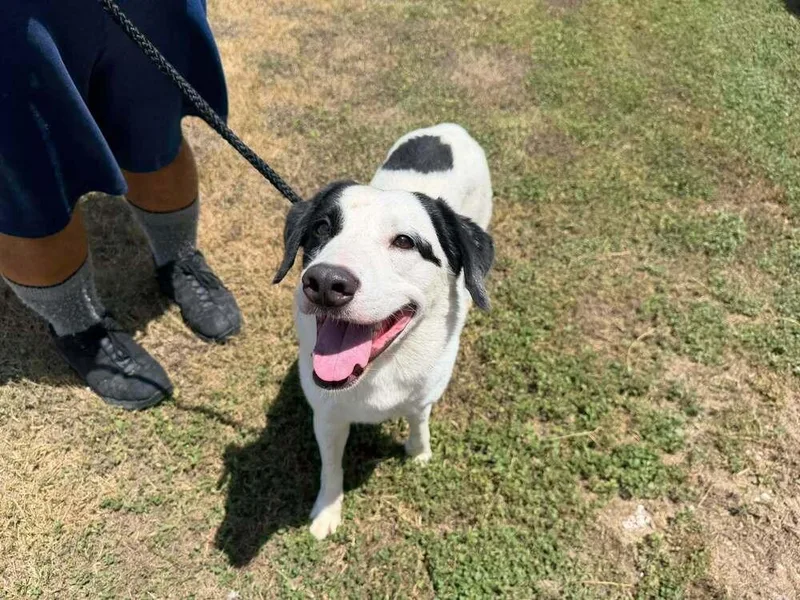 An adult large-sized male Tricolor (Brown, Black, & White) Mixed Breed dog named Mike for adoption in Scott, LA