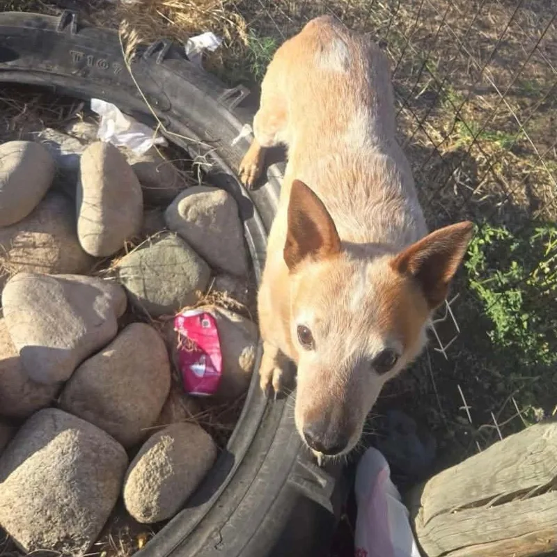 An adult medium-sized male Red / Chestnut / Orange Cattle Dog dog named Dyson for adoption in Tacoma, WA