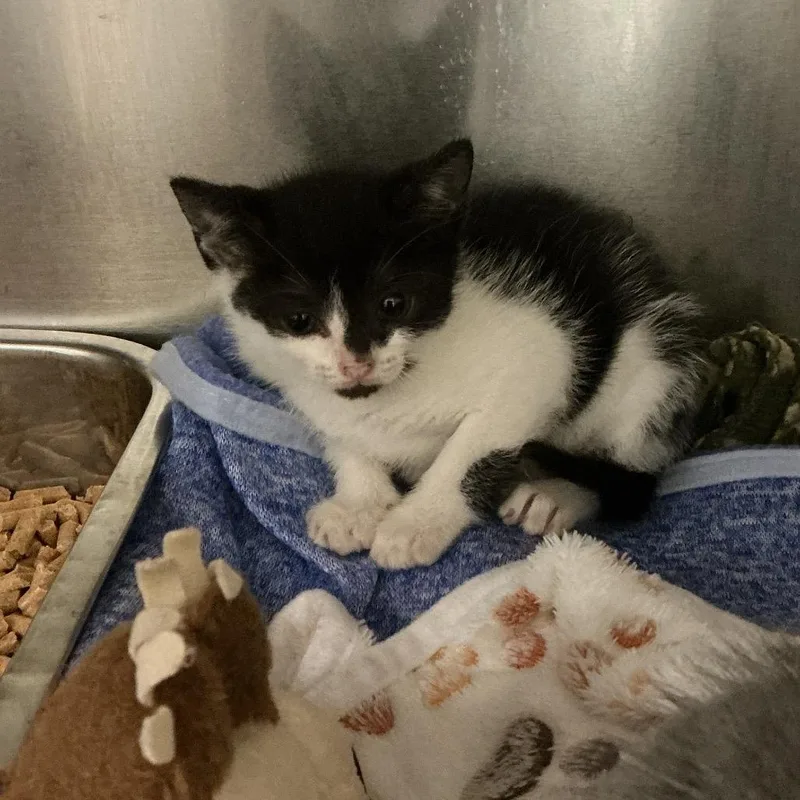 A baby small-sized female Domestic Short Hair cat named Emily for adoption in Elizabeth City, NC