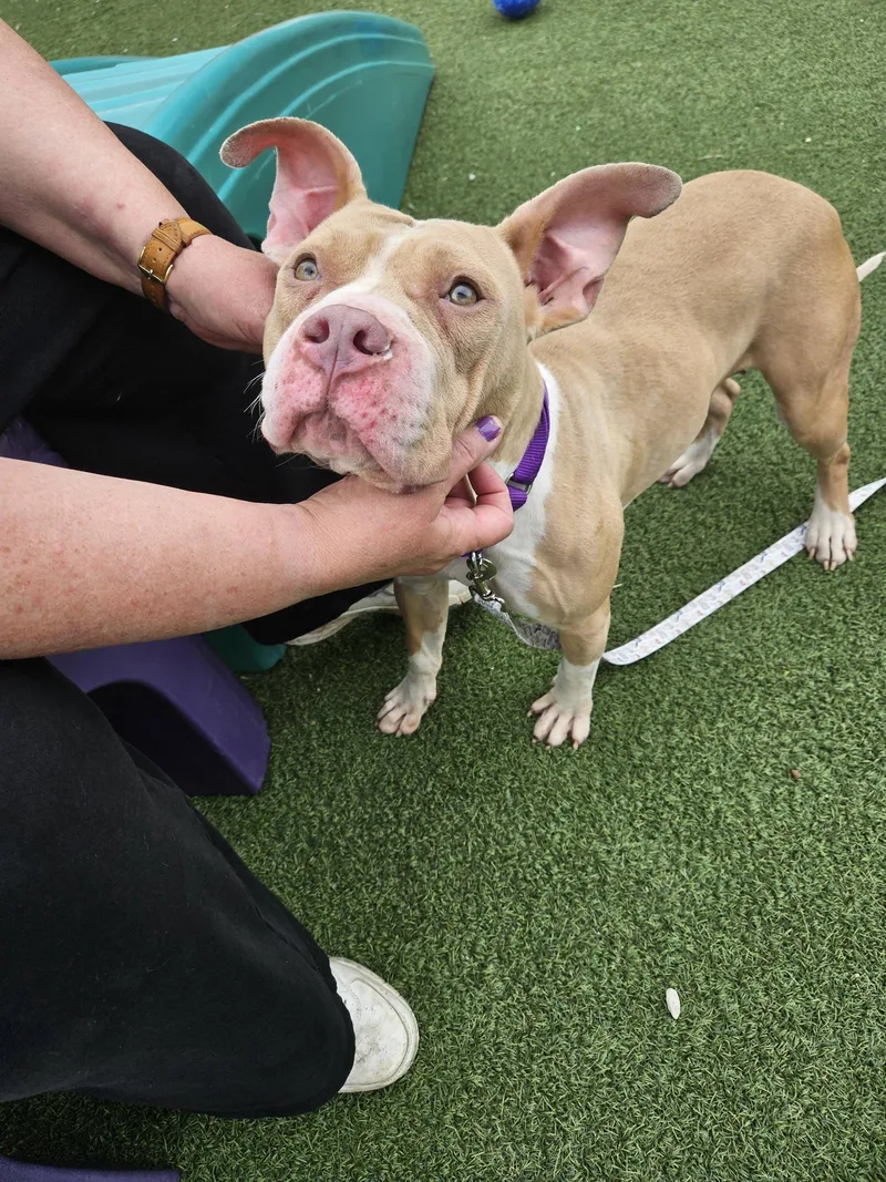 A young medium-sized female Yellow / Tan / Blond / Fawn Pit Bull Terrier dog named Juneberry for adoption in Cleveland, OH