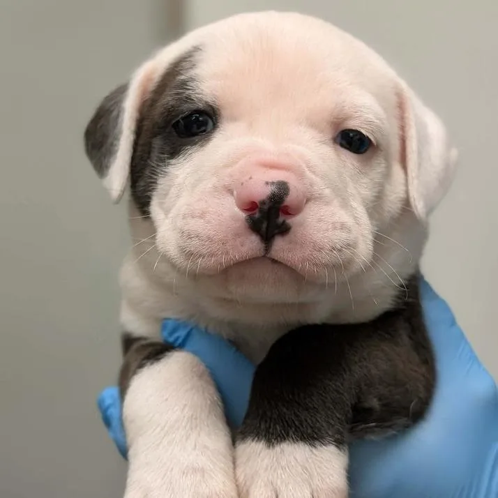 A baby small-sized male White / Cream Boxer dog named Tucker for adoption in North Charleston, SC