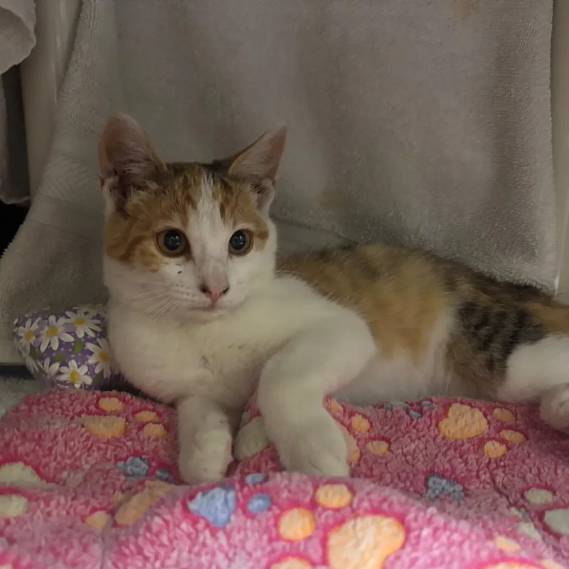A baby small-sized female Calico Domestic Short Hair cat named Camelia for adoption in Pasadena, CA
