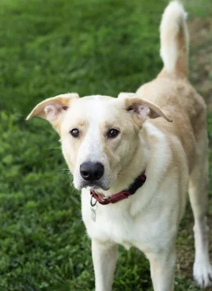 An adult large-sized male Yellow / Tan / Blond / Fawn Mixed Breed dog named Arron for adoption in Hamilton, OH