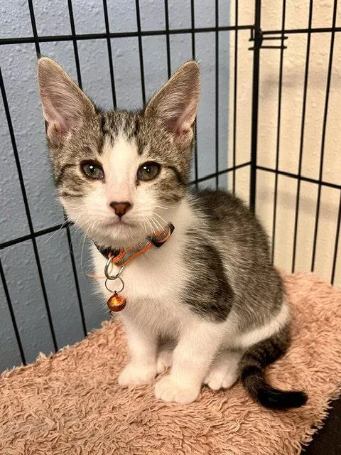 A baby small-sized male Domestic Short Hair cat named Pretzel for adoption in Webster, WI