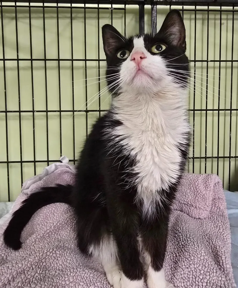 A baby medium-sized female Domestic Short Hair cat named Scholastic Book Fair for adoption in Auburn, IN