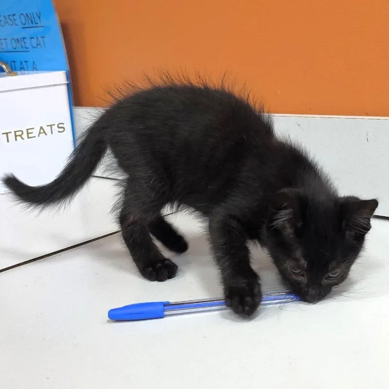 A baby small-sized male Black Domestic Short Hair cat named Burger for adoption in Michigan City, IN